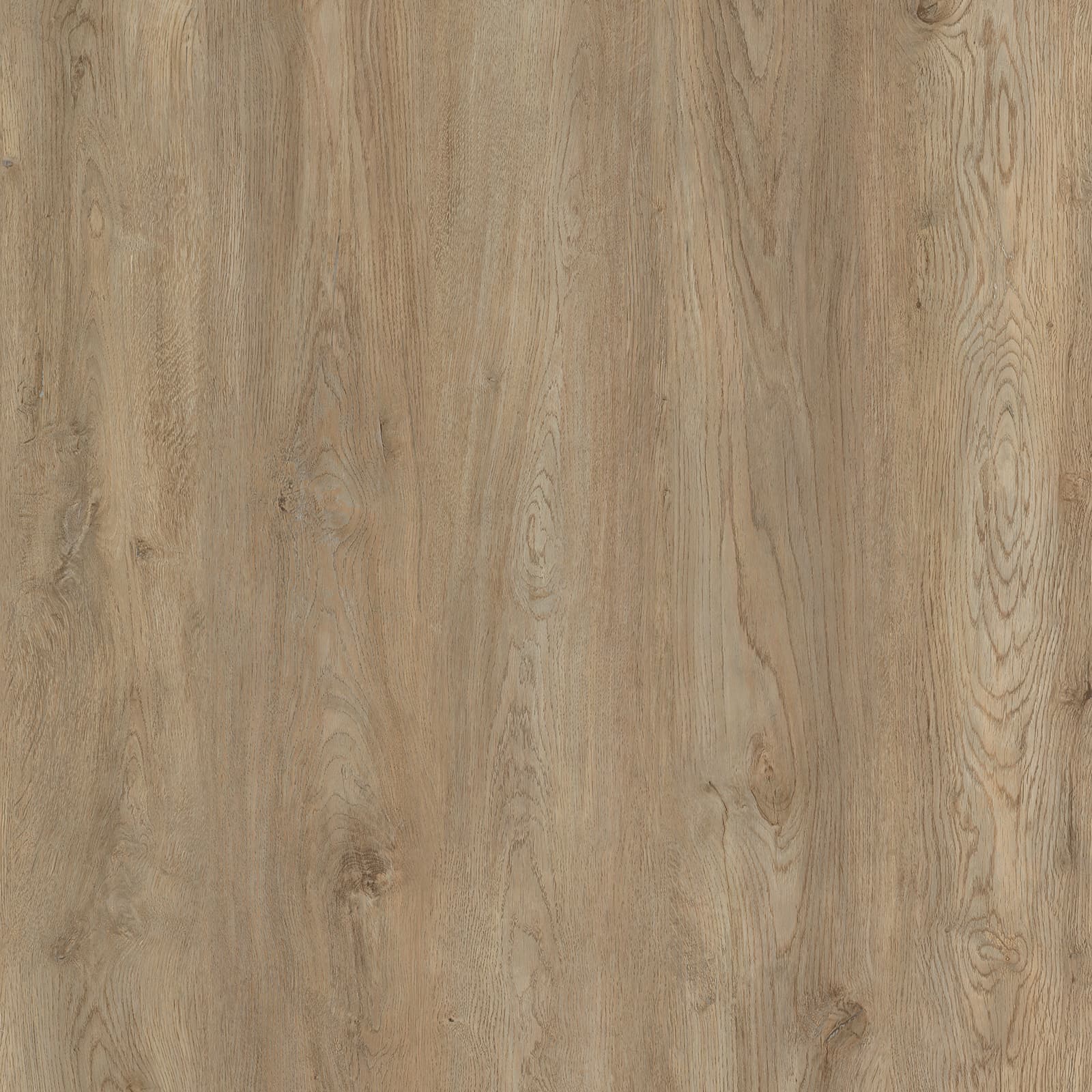 Hard Maple — image 1