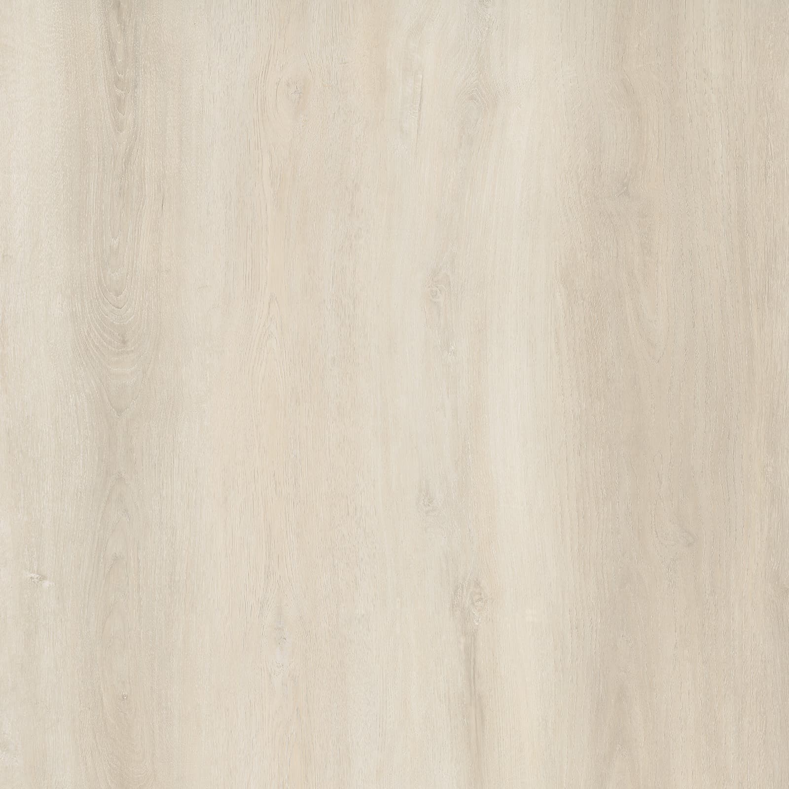 White Birch — image 1