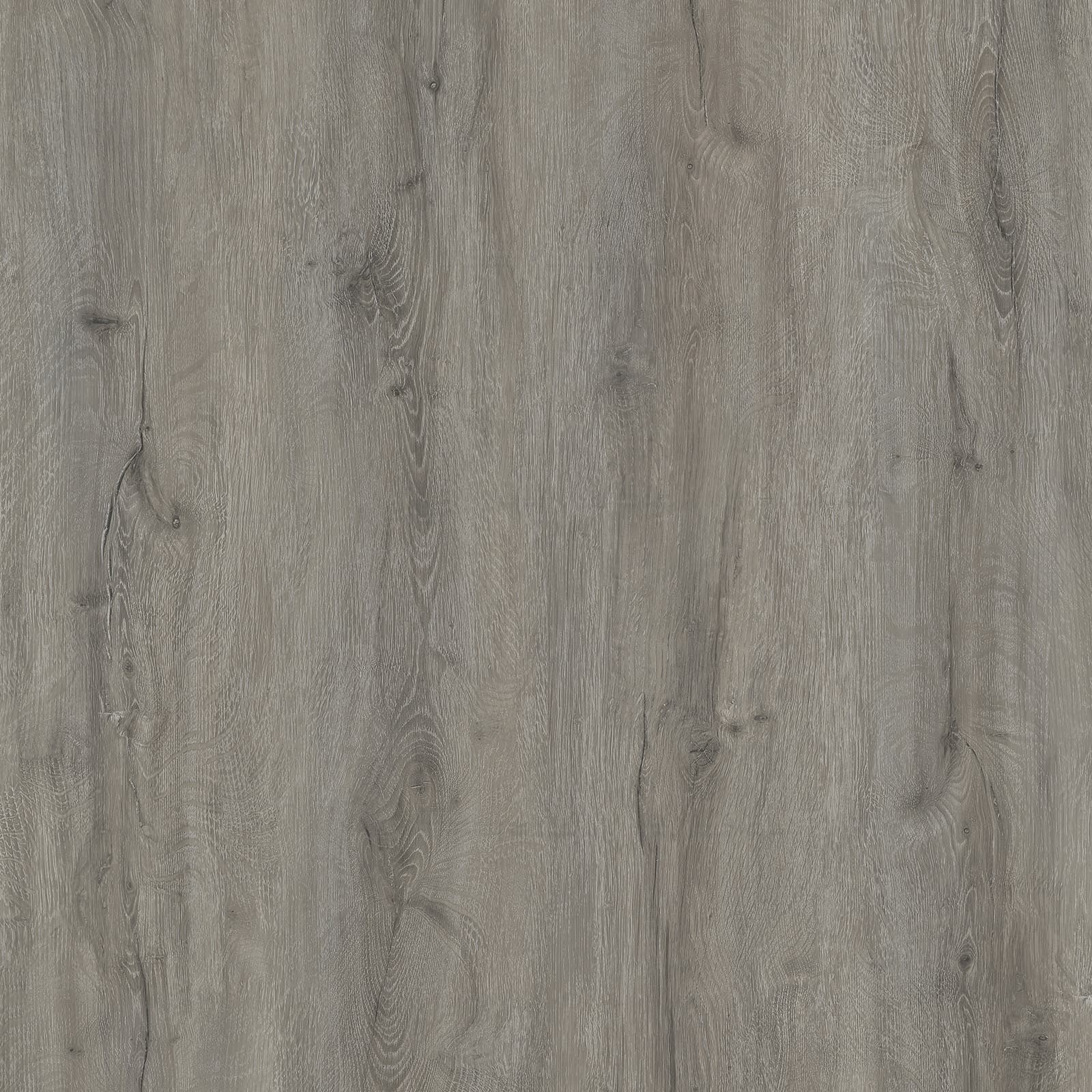 London Plane — image 1