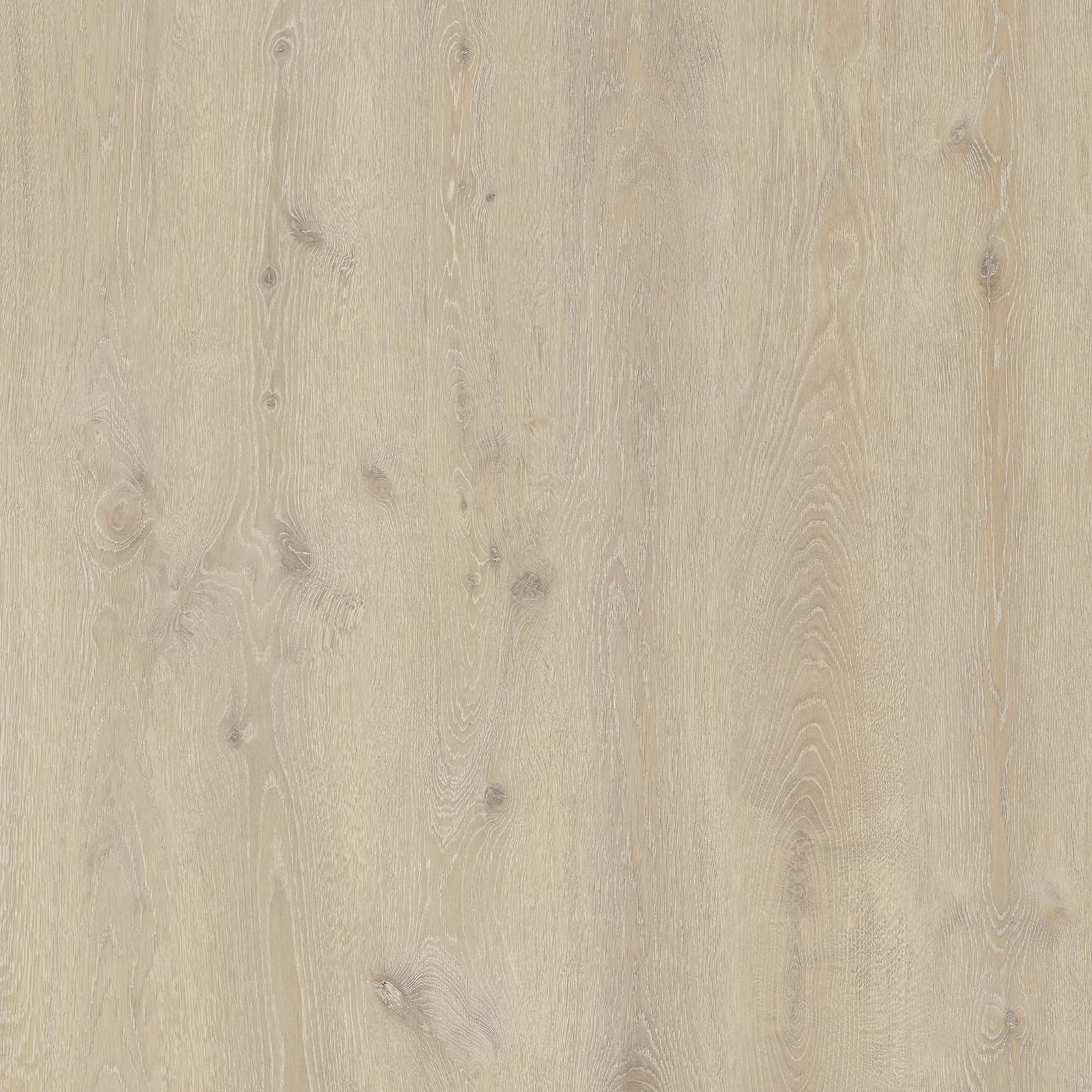 Coastal Sand Oak — image 1