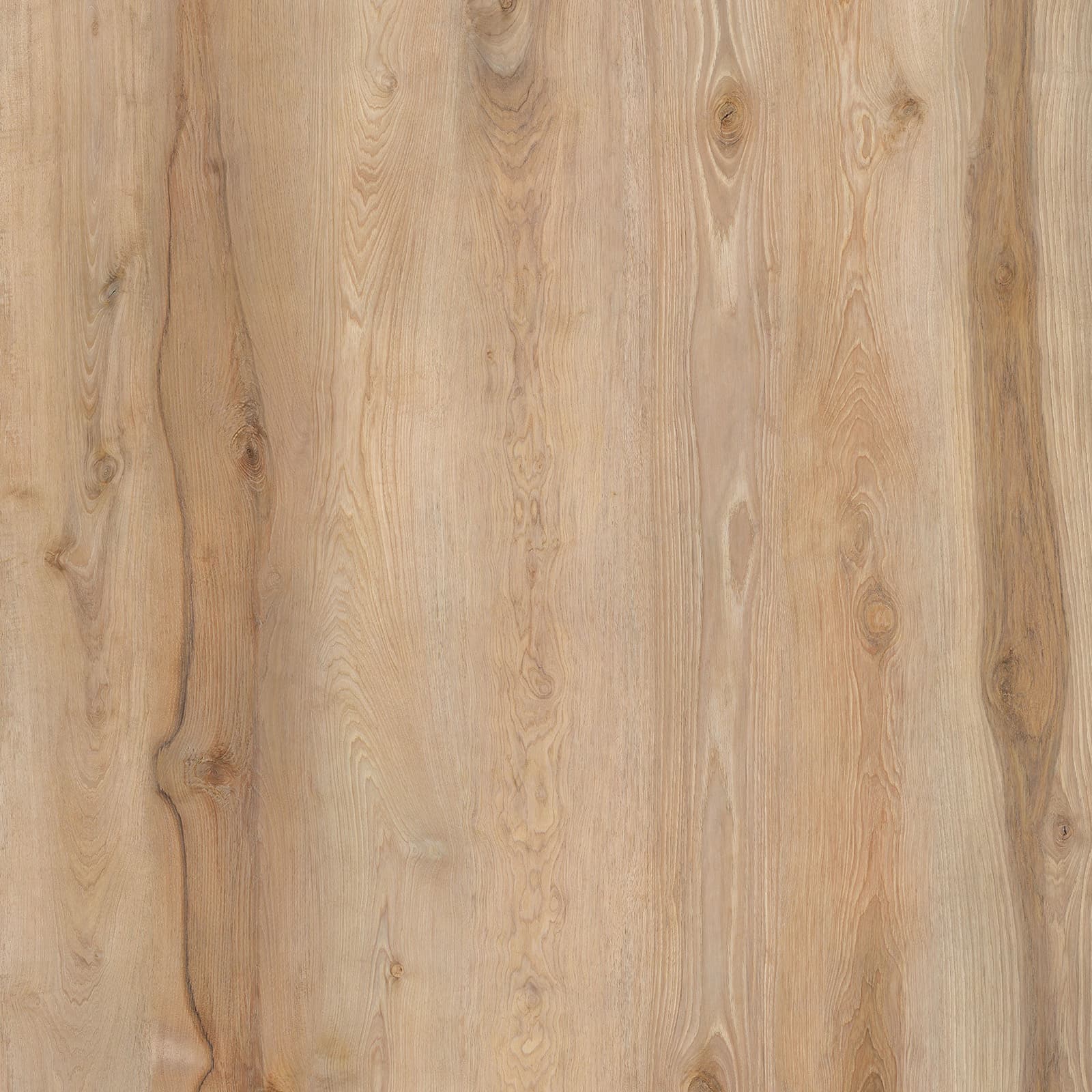 Sunshine Hickory — image 1